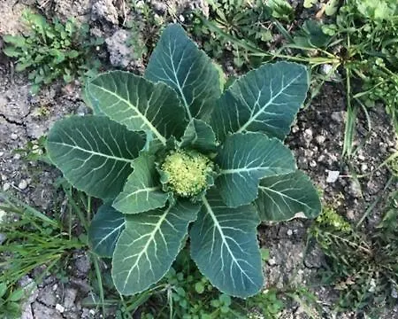 Nel Dell' Appennino Tosco-emiliano
